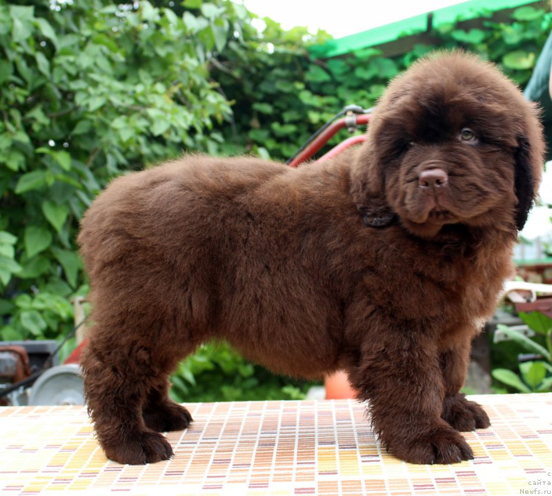 Фотография № 185116