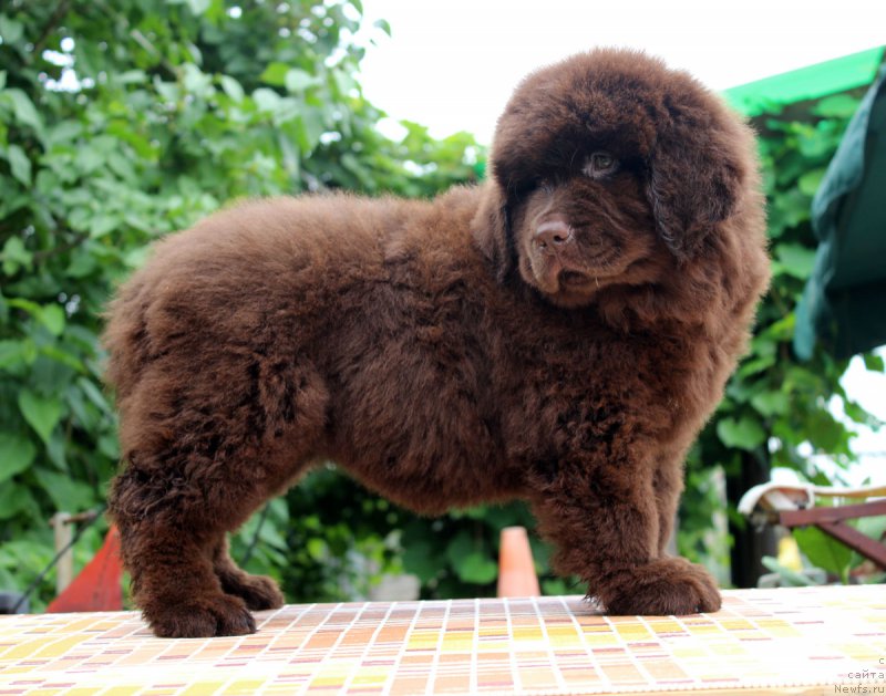 Фотография № 185121