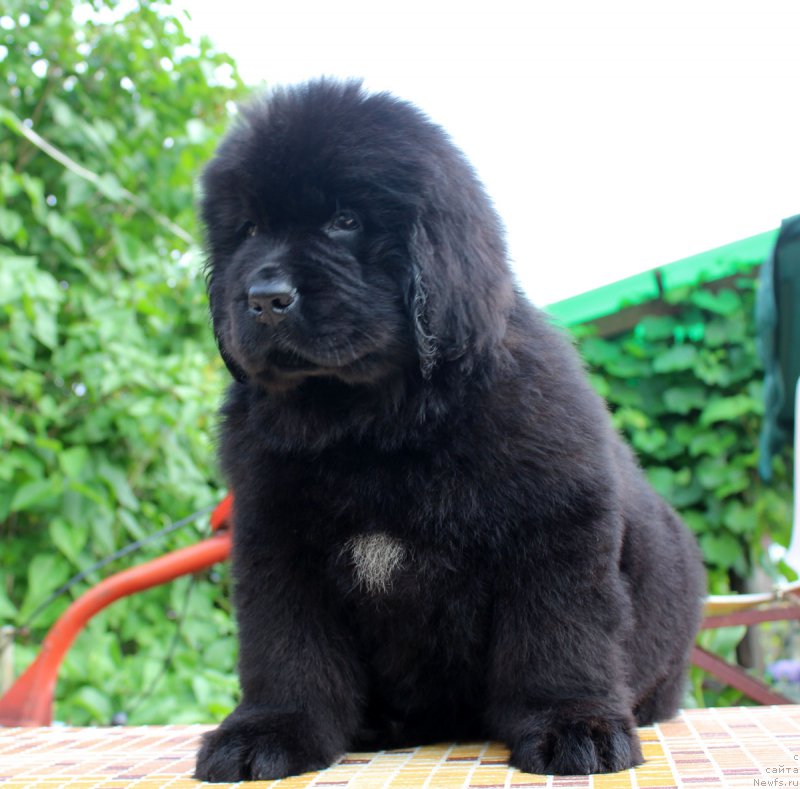 Фотография № 185123