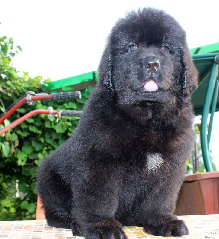 Фотография № 185124