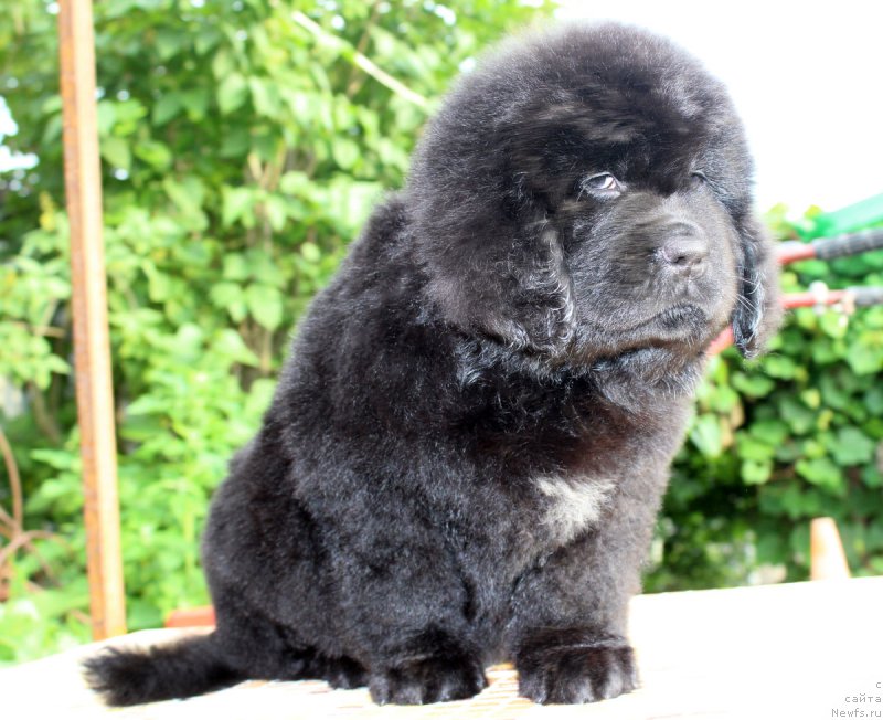 Фотография № 185127