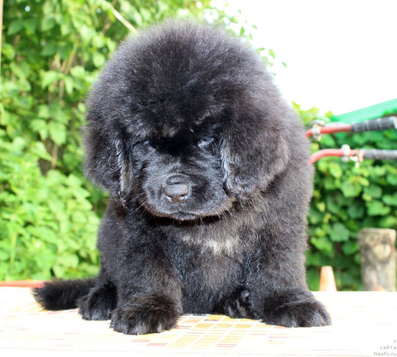 Фотография № 185128