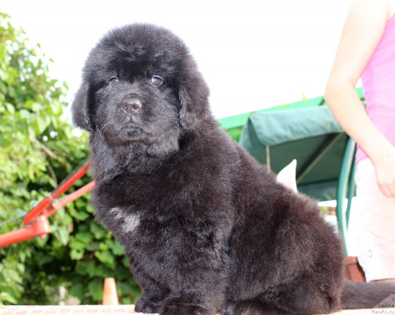 Фотография № 185130