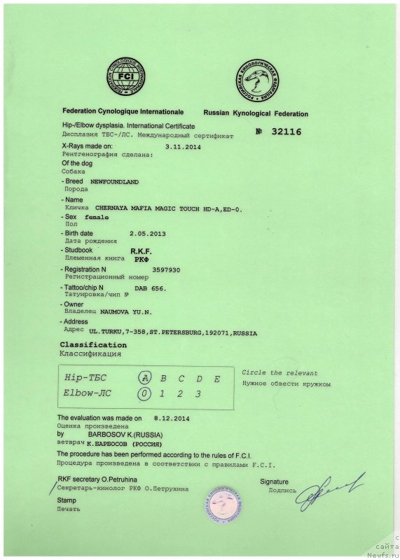 Фото: ньюфаундленд Chernaya Mafia Magic Touch (Черная Мафия Магик Тоуч)