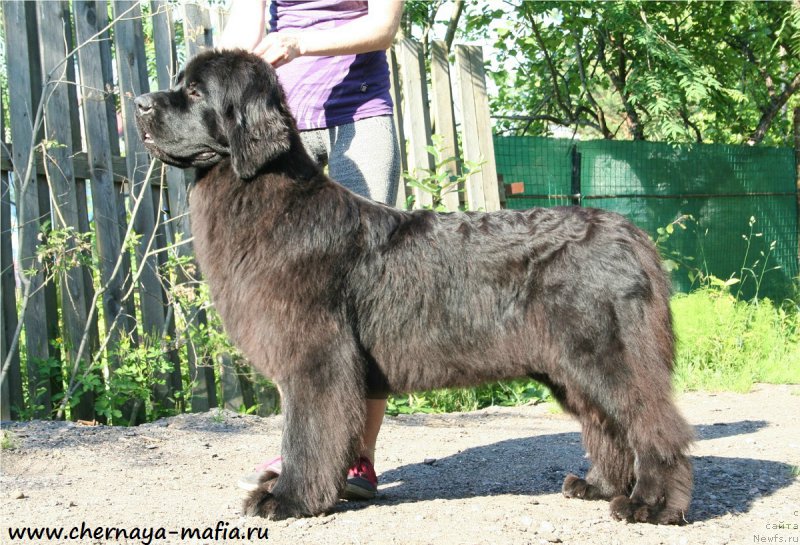 Фото: ньюфаундленд Chernaya Mafia Magic Touch (Черная Мафия Магик Тоуч)