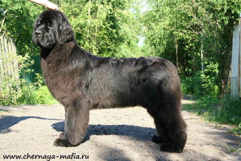 Фото: ньюфаундленд Chernaya Mafia Magic Touch (Черная Мафия Магик Тоуч)