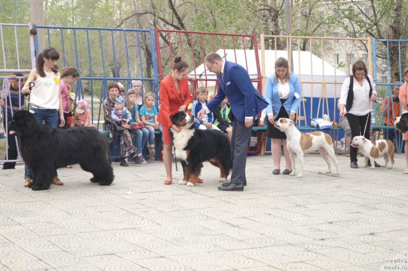 Фото: Marina Furik (Марина Фурик), ньюфаундленд Mister Forte Impressione (Мистер Форте Импрессионе)