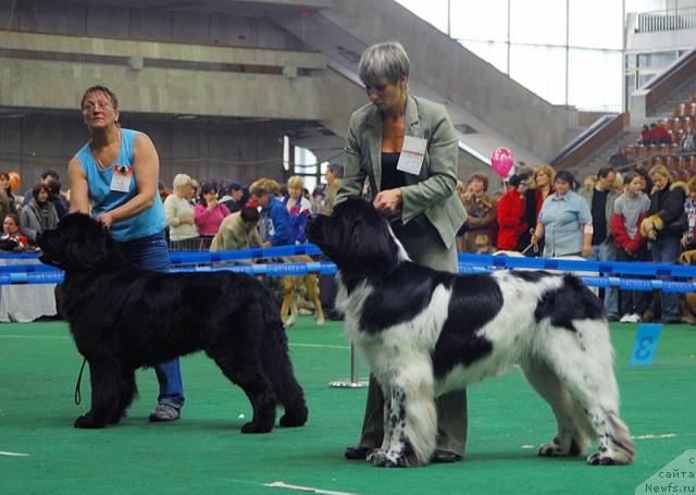 Фото: ньюфаундленд Gay New Space Prestizh (Гай Нью Спейс Престиж), ньюфаундленд Super Bizon Aisberg (Супер Бизон Айсберг)
