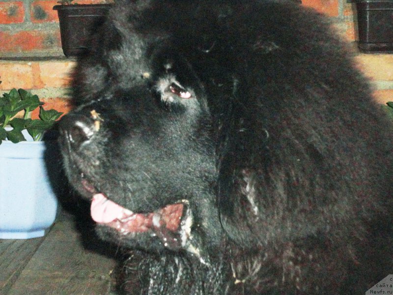 Фото: ньюфаундленд Rodamir Vialiki Miadzvedz (Родамир Вялiкi Мядзведзь)