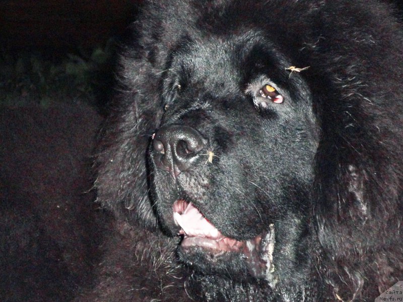 Фото: ньюфаундленд Rodamir Vialiki Miadzvedz (Родамир Вялiкi Мядзведзь)