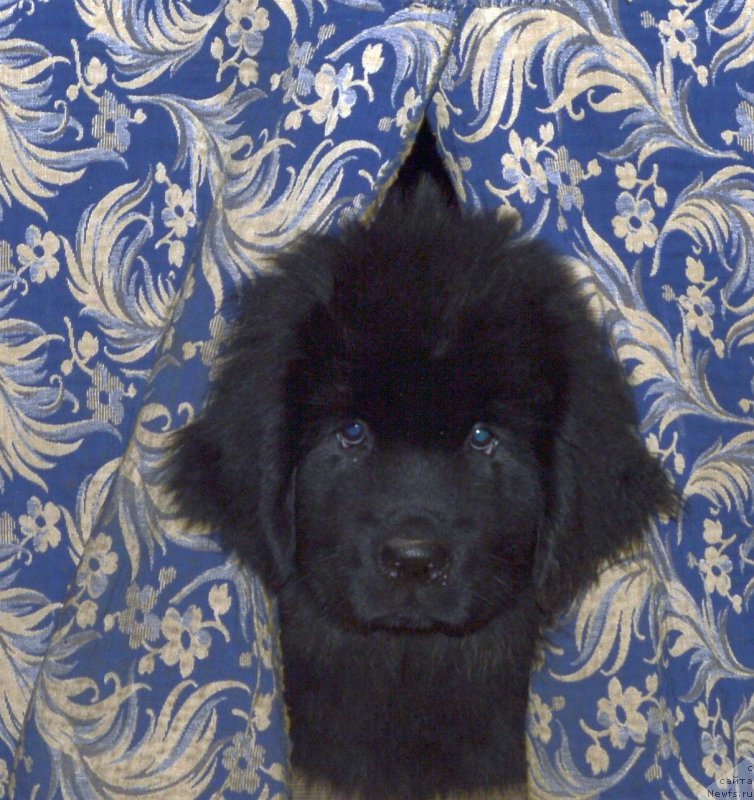 Фото: ньюфаундленд Smigar Yungfrau Yuliana (Смигар Юнгфрау Юлиана)