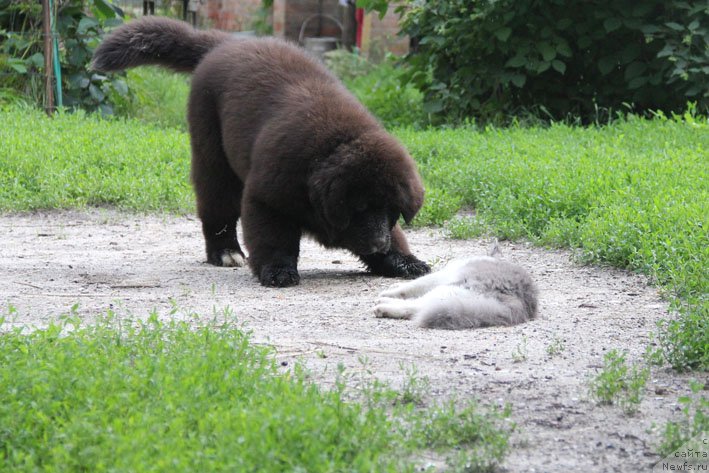 Фото: ньюфаундленд Dushechka s Berega Dona (Душечка с Берега Дона)