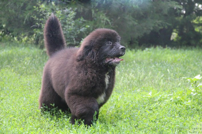 Фото: ньюфаундленд Dushechka s Berega Dona (Душечка с Берега Дона)