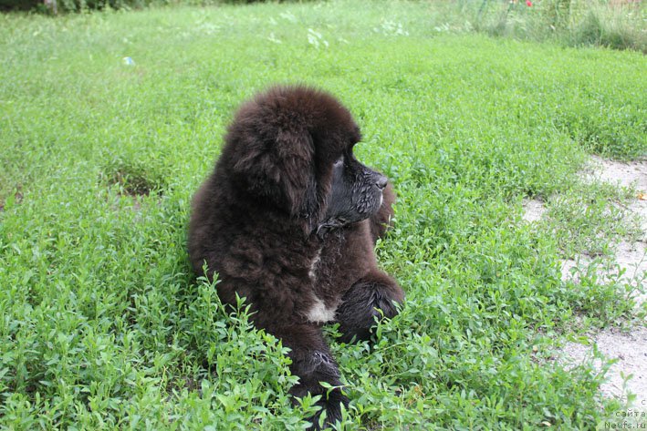 Фото: ньюфаундленд Dushechka s Berega Dona (Душечка с Берега Дона)