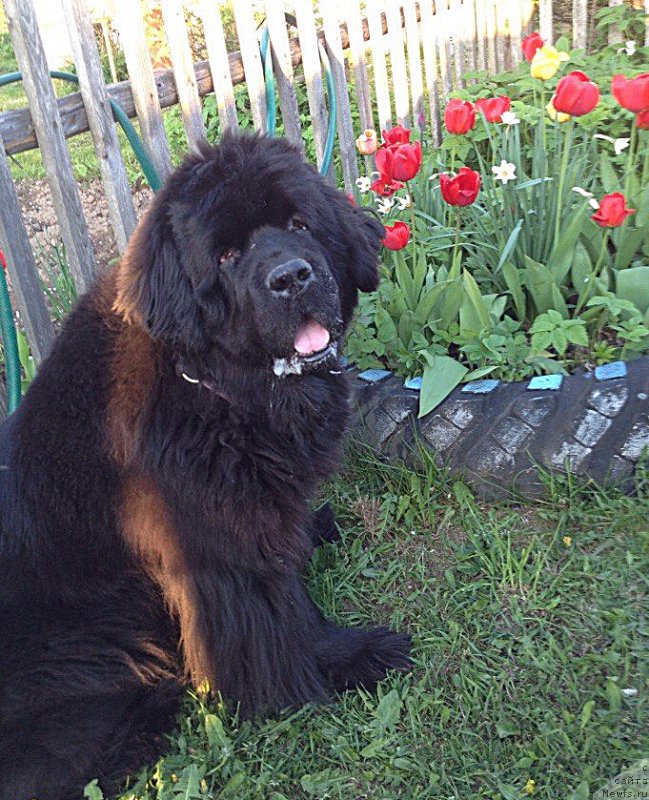 Фото: ньюфаундленд Begushaya po Volnam Vam I Ne Snilos (Бегущая по Волнам Вам и не Снилось)