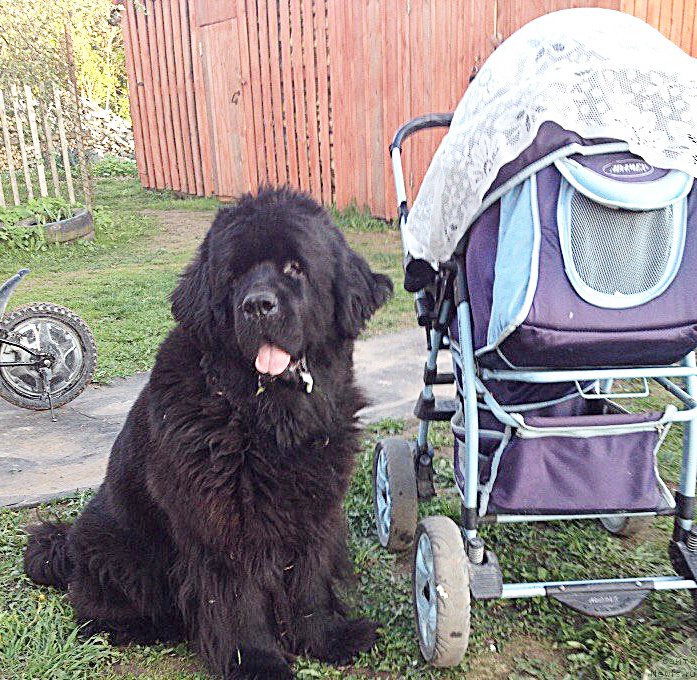 Фото: ньюфаундленд Begushaya po Volnam Vam I Ne Snilos (Бегущая по Волнам Вам и не Снилось)