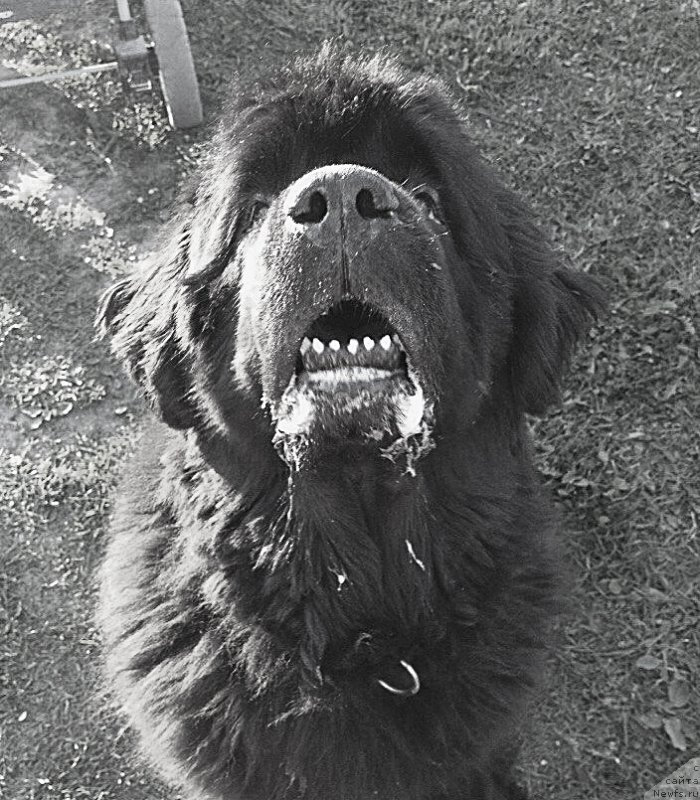 Фото: ньюфаундленд Begushaya po Volnam Vam I Ne Snilos (Бегущая по Волнам Вам и не Снилось)