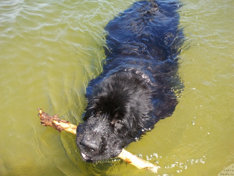 Фото: ньюфаундленд Beguschaya po Volnam Vizantiya de Lyuks (Бегущая по Волнам Византия де Люкс)