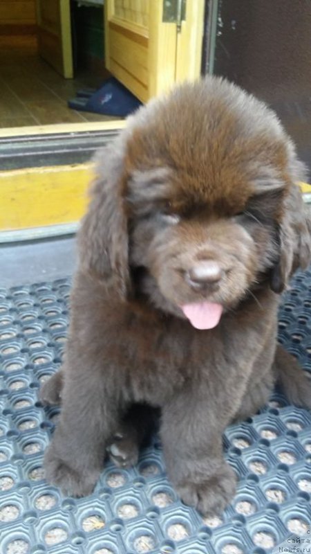 Фото: ньюфаундленд Intriga Ringa Vishnya v SHokolade (Интрига Ринга Вишня в Шоколаде)