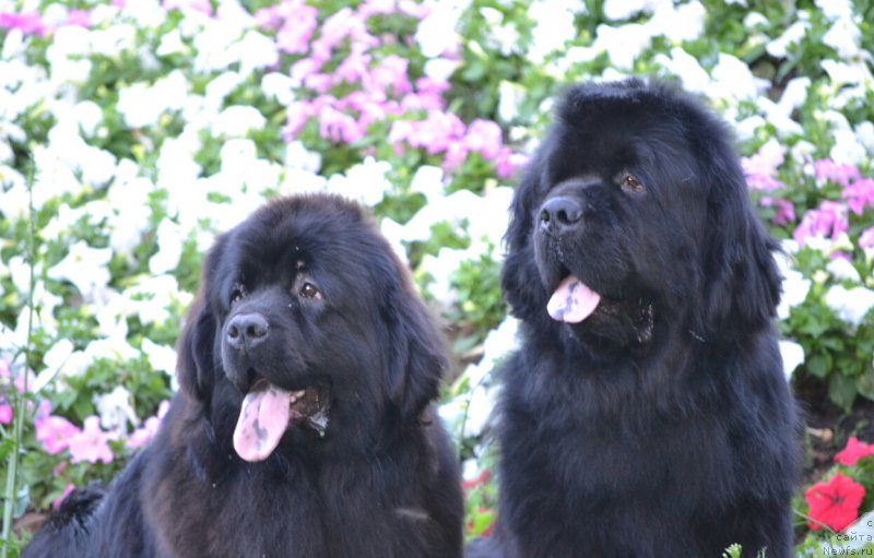 Фотография № 185205