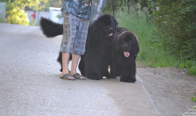 Фотография № 185207