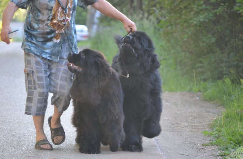 Фотография № 185208