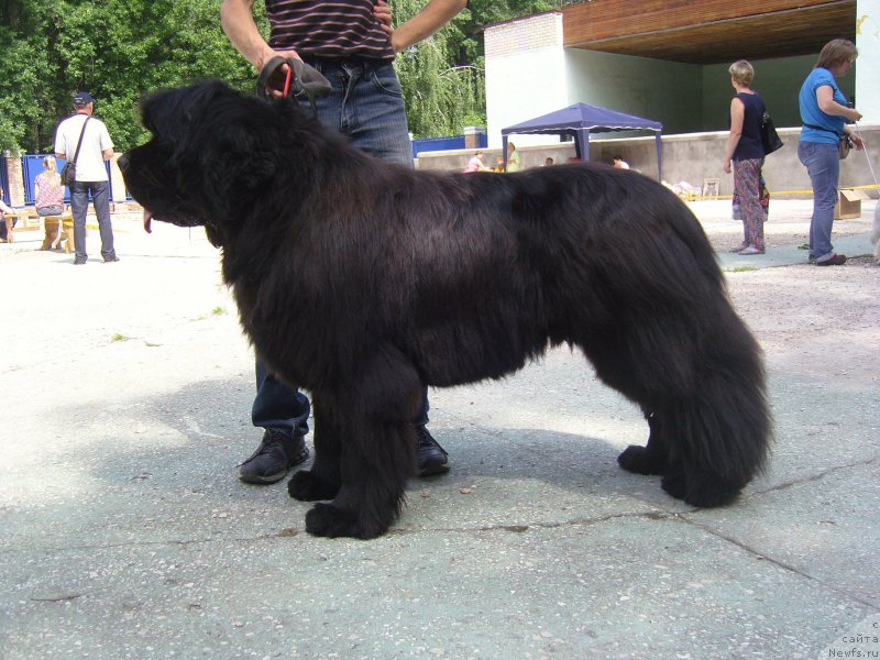 Фото: ньюфаундленд Angelo Orso Amarilli Mia Bella (Анджело Орсо Амарилли Миа Белла)