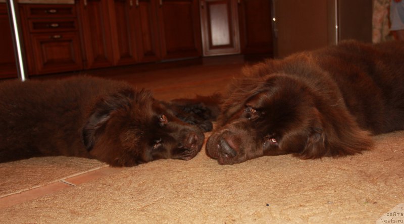 Фото: ньюфаундленд N'yufort Vasabi (Ньюфорт Васаби), Кроша