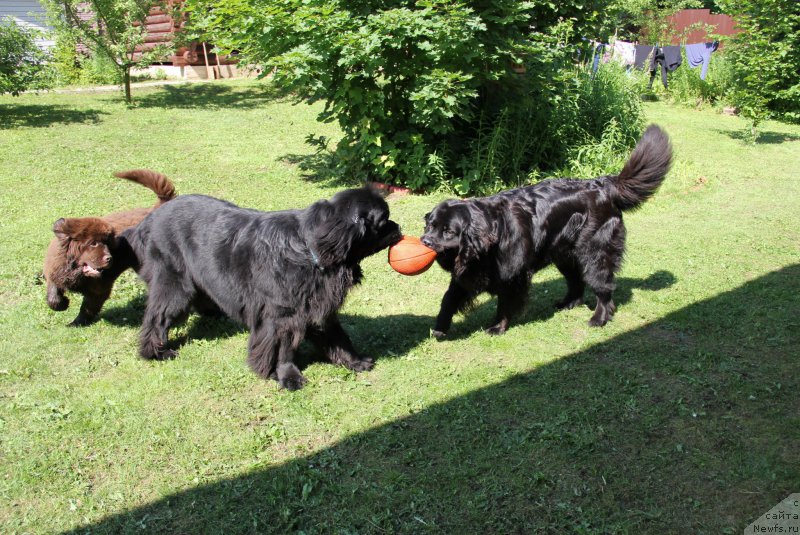 Фото: ньюфаундленд N'yufort Vasabi (Ньюфорт Васаби), ньюфаундленд Restayling From SHipmyen (Рестайлинг Фром Шипмэн), ньюфаундленд Bonni Flayt (Бонни Флайт)