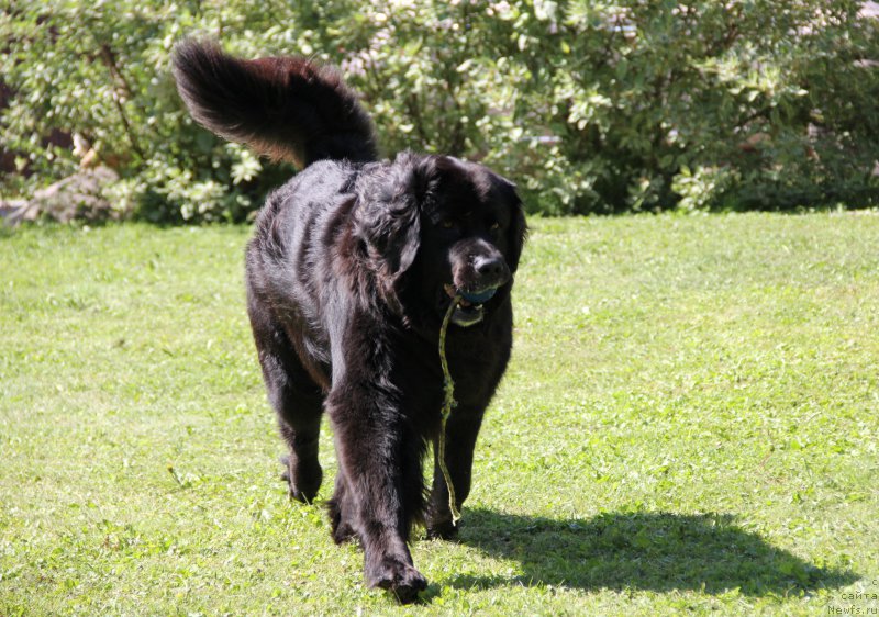Фото: ньюфаундленд Bonni Flayt (Бонни Флайт)