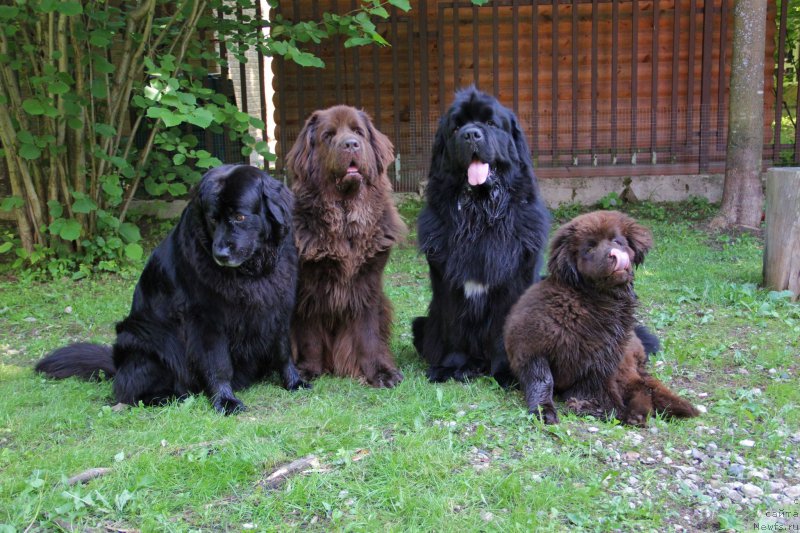 Фото: ньюфаундленд Bonni Flayt (Бонни Флайт), Кроша, ньюфаундленд Restayling From SHipmyen (Рестайлинг Фром Шипмэн), ньюфаундленд N'yufort Vasabi (Ньюфорт Васаби)