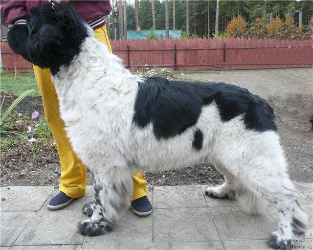 Фото: ньюфаундленд Super Bizon Argo (Супер Бизон Арго)