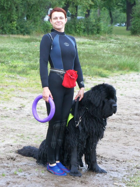 Фото: ньюфаундленд Beguschaya po Volnam Shaman (Бегущая по Волнам Шаман), Vera Doroshkevich (Вера Дорошкевич)