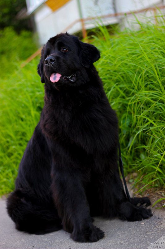 Фото: ньюфаундленд Piternyuf Ideas For Life (Питерньюф Идеас Фор Лифе)