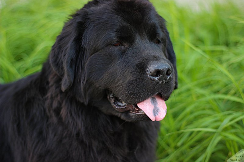 Фото: ньюфаундленд Piternyuf Ideas For Life (Питерньюф Идеас Фор Лифе)