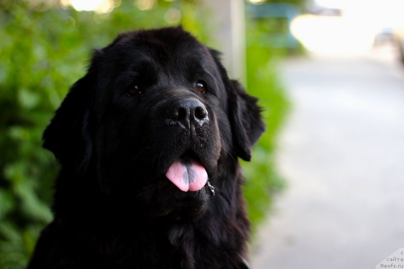 Фото: ньюфаундленд Piternyuf Ideas For Life (Питерньюф Идеас Фор Лифе)