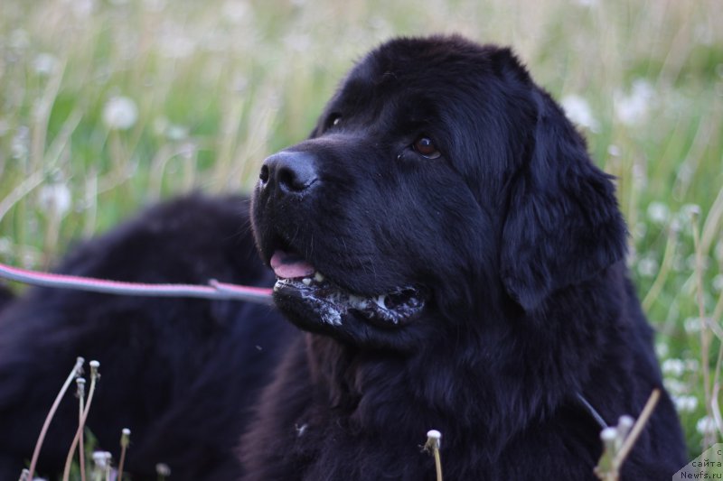 Фото: ньюфаундленд Piternyuf Ideas For Life (Питерньюф Идеас Фор Лифе)