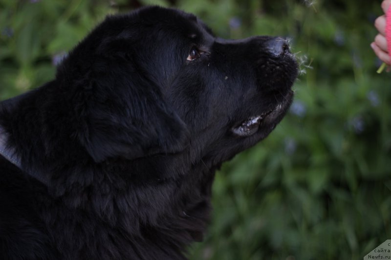 Фото: ньюфаундленд Piternyuf Ideas For Life (Питерньюф Идеас Фор Лифе)