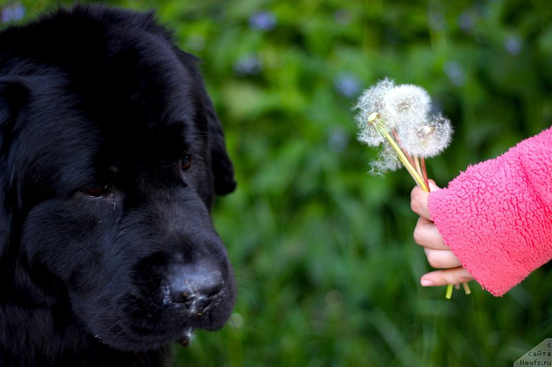 Фото: ньюфаундленд Piternyuf Ideas For Life (Питерньюф Идеас Фор Лифе)