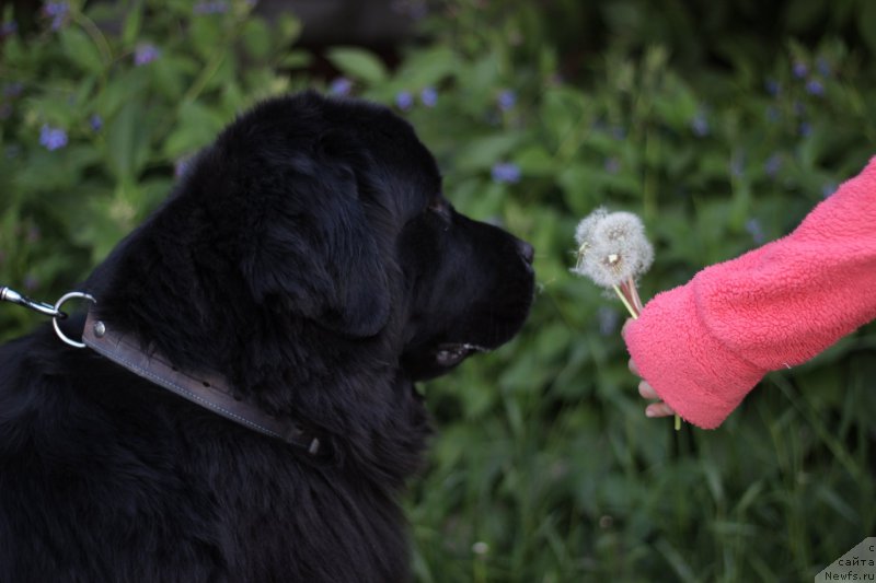 Фото: ньюфаундленд Piternyuf Ideas For Life (Питерньюф Идеас Фор Лифе)