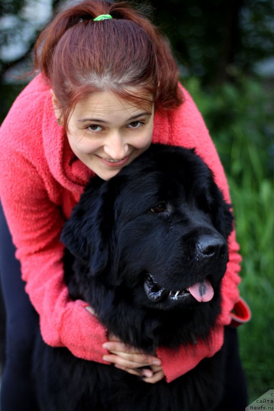 Фото: ньюфаундленд Piternyuf Ideas For Life (Питерньюф Идеас Фор Лифе)