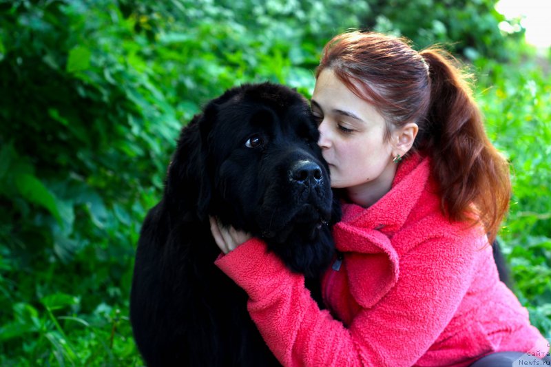 Фото: ньюфаундленд Piternyuf Ideas For Life (Питерньюф Идеас Фор Лифе)