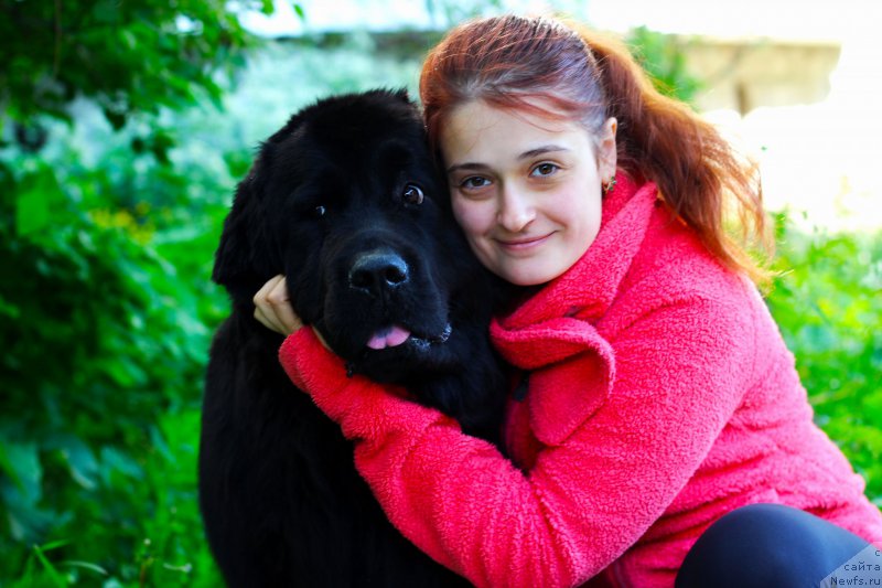 Фото: ньюфаундленд Piternyuf Ideas For Life (Питерньюф Идеас Фор Лифе)