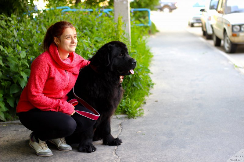 Фото: ньюфаундленд Piternyuf Ideas For Life (Питерньюф Идеас Фор Лифе)