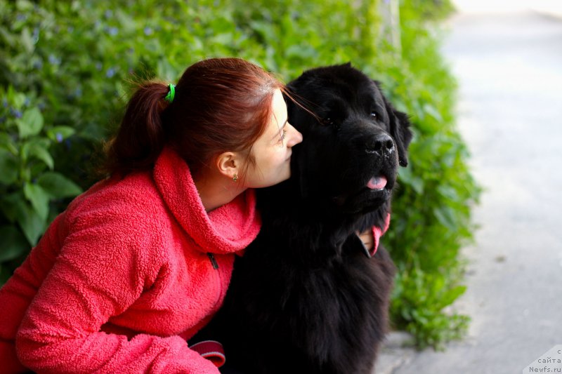 Фото: ньюфаундленд Piternyuf Ideas For Life (Питерньюф Идеас Фор Лифе)