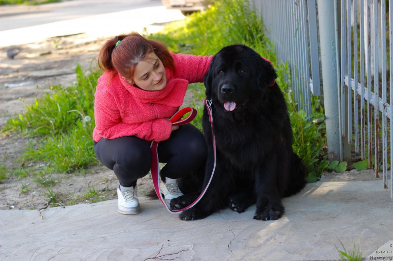 Фото: ньюфаундленд Piternyuf Ideas For Life (Питерньюф Идеас Фор Лифе)