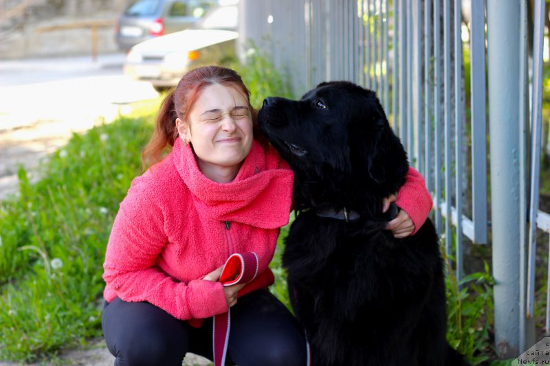 Фото: ньюфаундленд Piternyuf Ideas For Life (Питерньюф Идеас Фор Лифе)