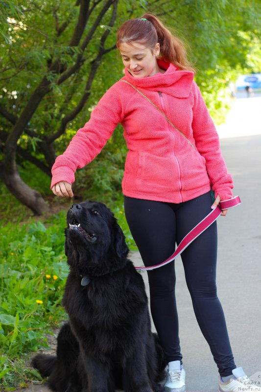 Фото: ньюфаундленд Piternyuf Ideas For Life (Питерньюф Идеас Фор Лифе)