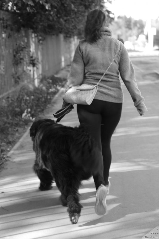 Фото: ньюфаундленд Piternyuf Ideas For Life (Питерньюф Идеас Фор Лифе)