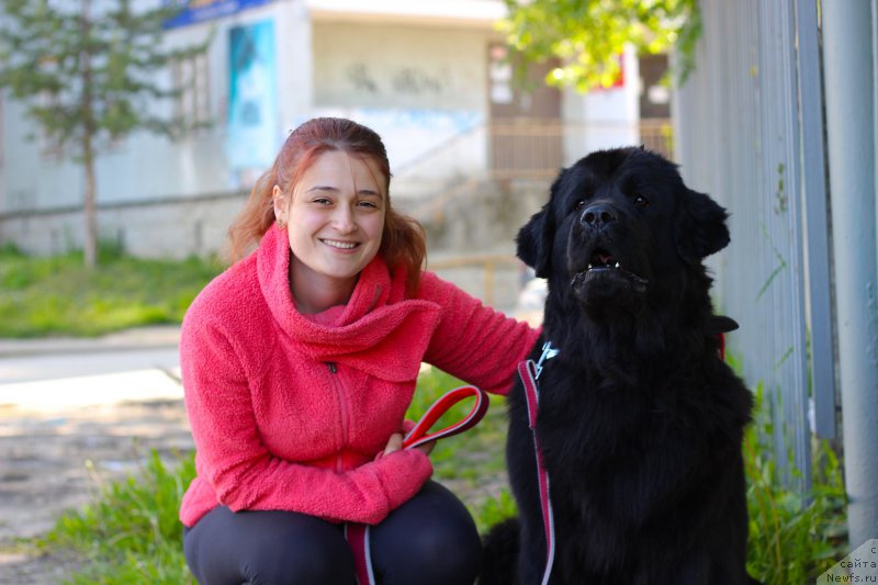 Фото: ньюфаундленд Piternyuf Ideas For Life (Питерньюф Идеас Фор Лифе)